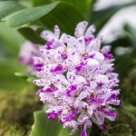 Rhynchostylis gigantea