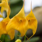 Masdevallia Hybride