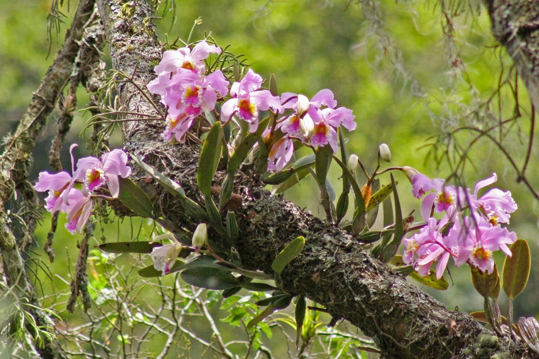 Foto von Orchideen als Danksagung