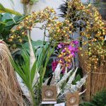 Ausstellungsplatz and er Orchideen und Tillandsienschau Hirschstetten