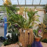 Grammatophyllum speciosum