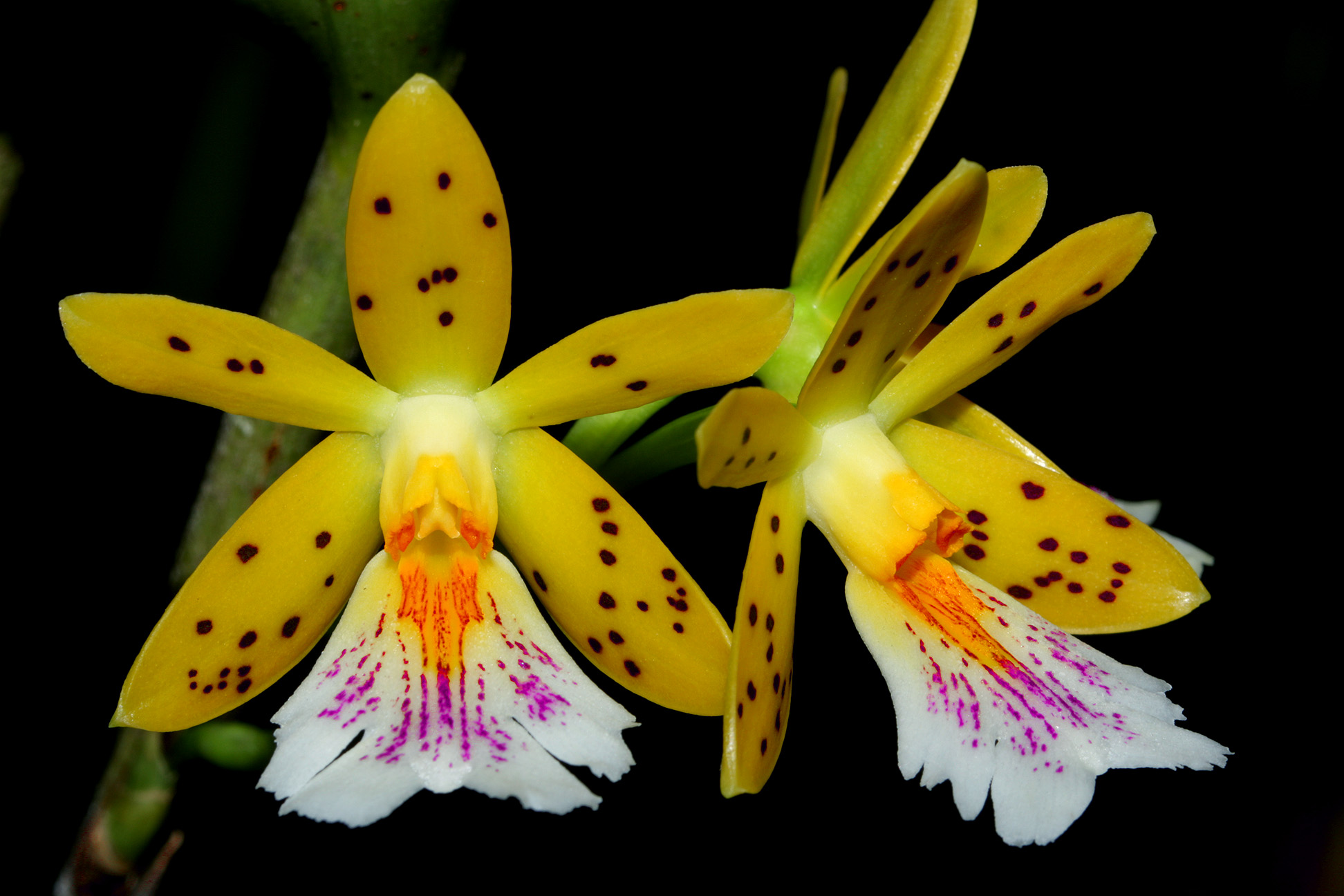 https://www.orchideenausstellung-wien.at/wp-content/uploads/2017/03/Oerstedella_IMG_9160100m2s.jpg