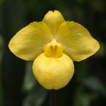 Paphiopedilum armeniacum