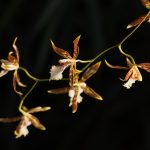 Odontoglossum nevadense