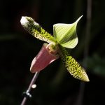 Paphiopedilum Hybride