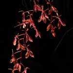 Renanthera imschootiana