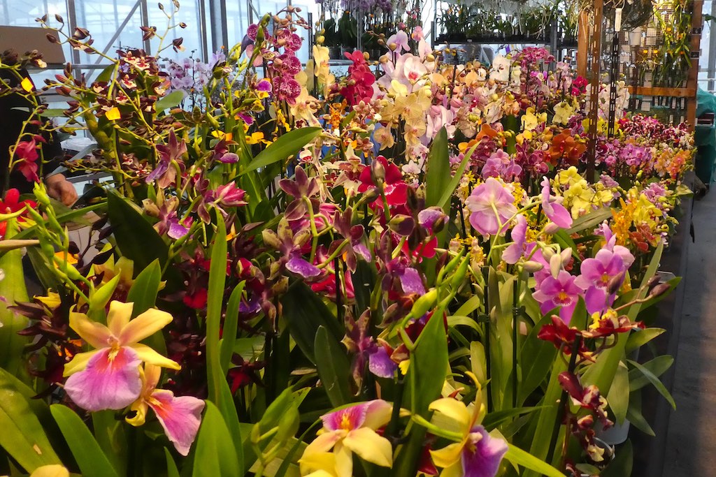 https://www.orchideenausstellung-wien.at/wp-content/uploads/2017/03/P1150776.jpg