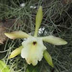 Ryncholaelia glauca