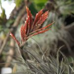 Tillandsia lorentziana